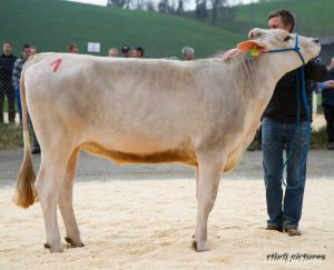 Rinder Vice Champion